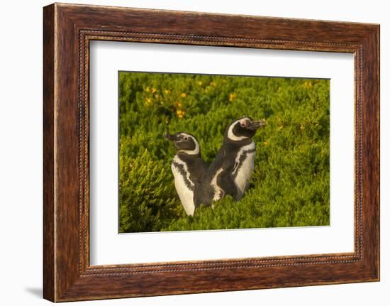 Falkland Islands, Carcass Island. Close-up of Magellanic Penguins-Cathy & Gordon Illg-Framed Photographic Print