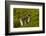 Falkland Islands, Carcass Island. Close-up of Magellanic Penguins-Cathy & Gordon Illg-Framed Photographic Print