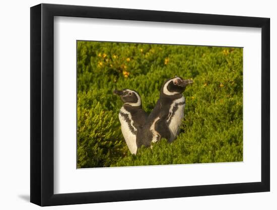 Falkland Islands, Carcass Island. Close-up of Magellanic Penguins-Cathy & Gordon Illg-Framed Photographic Print