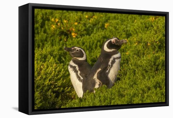 Falkland Islands, Carcass Island. Close-up of Magellanic Penguins-Cathy & Gordon Illg-Framed Premier Image Canvas