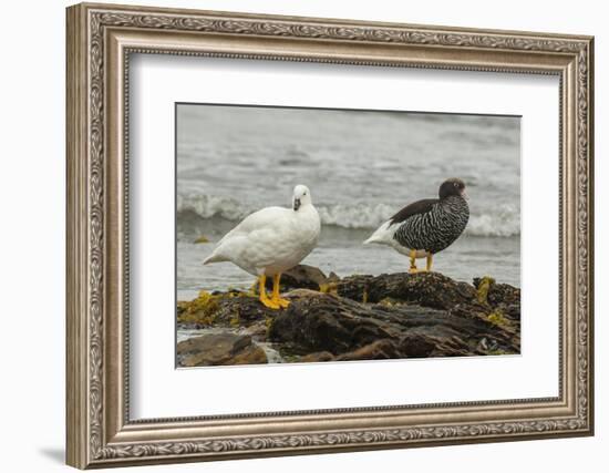 Falkland Islands, Carcass Island. Pair of Kelp Geese-Cathy & Gordon Illg-Framed Photographic Print