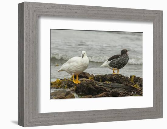 Falkland Islands, Carcass Island. Pair of Kelp Geese-Cathy & Gordon Illg-Framed Photographic Print