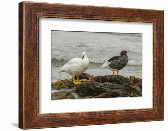 Falkland Islands, Carcass Island. Pair of Kelp Geese-Cathy & Gordon Illg-Framed Photographic Print