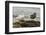 Falkland Islands, Carcass Island. Pair of Kelp Geese-Cathy & Gordon Illg-Framed Photographic Print