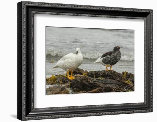 Falkland Islands, Carcass Island. Pair of Kelp Geese-Cathy & Gordon Illg-Framed Photographic Print