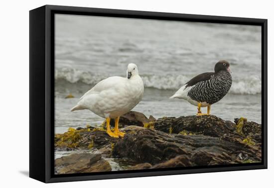 Falkland Islands, Carcass Island. Pair of Kelp Geese-Cathy & Gordon Illg-Framed Premier Image Canvas