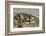 Falkland Islands, Carcass Island. Southern Elephant Seals Arguing-Cathy & Gordon Illg-Framed Photographic Print