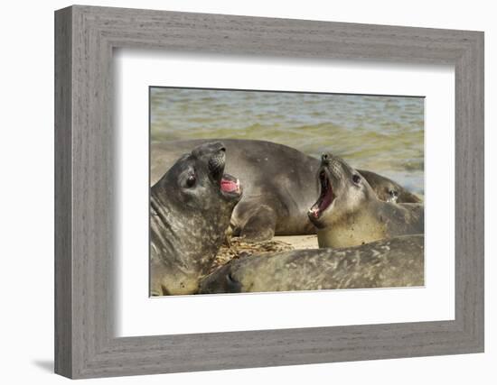 Falkland Islands, Carcass Island. Southern Elephant Seals Arguing-Cathy & Gordon Illg-Framed Photographic Print