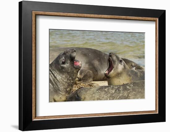 Falkland Islands, Carcass Island. Southern Elephant Seals Arguing-Cathy & Gordon Illg-Framed Photographic Print