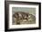 Falkland Islands, Carcass Island. Southern Elephant Seals Arguing-Cathy & Gordon Illg-Framed Photographic Print