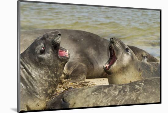 Falkland Islands, Carcass Island. Southern Elephant Seals Arguing-Cathy & Gordon Illg-Mounted Photographic Print