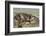 Falkland Islands, Carcass Island. Southern Elephant Seals Arguing-Cathy & Gordon Illg-Framed Photographic Print