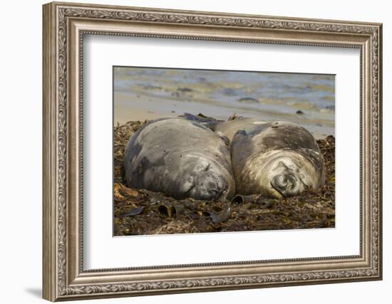 Falkland Islands, Carcass Island. Southern Elephant Seals, Sleeping-Cathy & Gordon Illg-Framed Photographic Print