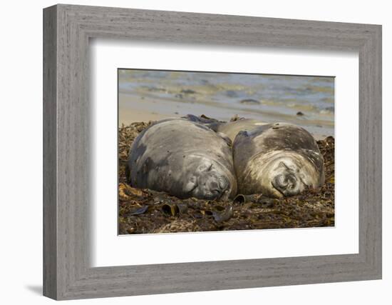 Falkland Islands, Carcass Island. Southern Elephant Seals, Sleeping-Cathy & Gordon Illg-Framed Photographic Print