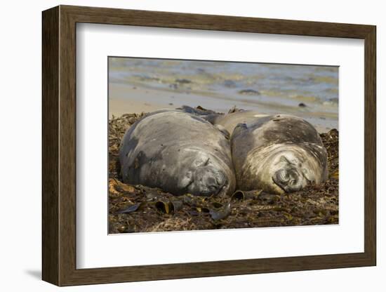 Falkland Islands, Carcass Island. Southern Elephant Seals, Sleeping-Cathy & Gordon Illg-Framed Photographic Print