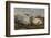 Falkland Islands, Carcass Island. Southern Elephant Seals, Sleeping-Cathy & Gordon Illg-Framed Photographic Print