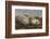 Falkland Islands, Carcass Island. Southern Elephant Seals, Sleeping-Cathy & Gordon Illg-Framed Photographic Print