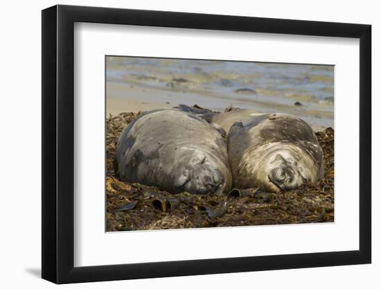 Falkland Islands, Carcass Island. Southern Elephant Seals, Sleeping-Cathy & Gordon Illg-Framed Photographic Print