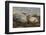 Falkland Islands, Carcass Island. Southern Elephant Seals, Sleeping-Cathy & Gordon Illg-Framed Photographic Print