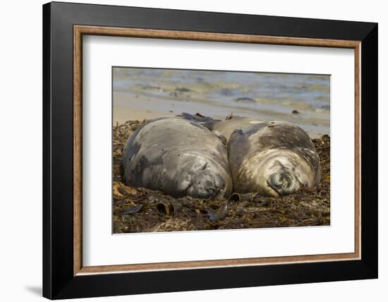 Falkland Islands, Carcass Island. Southern Elephant Seals, Sleeping-Cathy & Gordon Illg-Framed Photographic Print