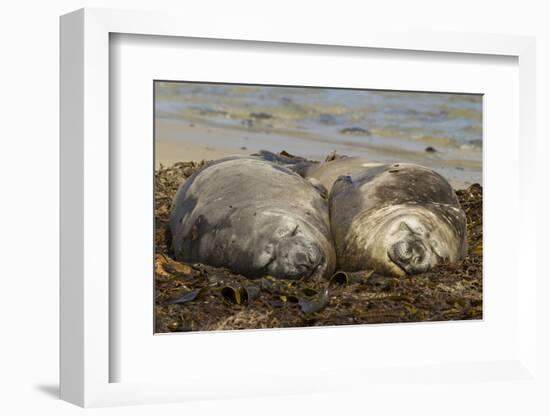 Falkland Islands, Carcass Island. Southern Elephant Seals, Sleeping-Cathy & Gordon Illg-Framed Photographic Print