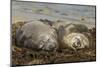 Falkland Islands, Carcass Island. Southern Elephant Seals, Sleeping-Cathy & Gordon Illg-Mounted Photographic Print