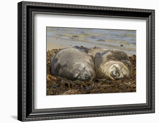 Falkland Islands, Carcass Island. Southern Elephant Seals, Sleeping-Cathy & Gordon Illg-Framed Photographic Print