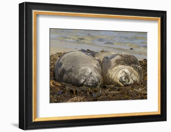 Falkland Islands, Carcass Island. Southern Elephant Seals, Sleeping-Cathy & Gordon Illg-Framed Photographic Print