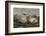 Falkland Islands, Carcass Island. Southern Elephant Seals, Sleeping-Cathy & Gordon Illg-Framed Photographic Print