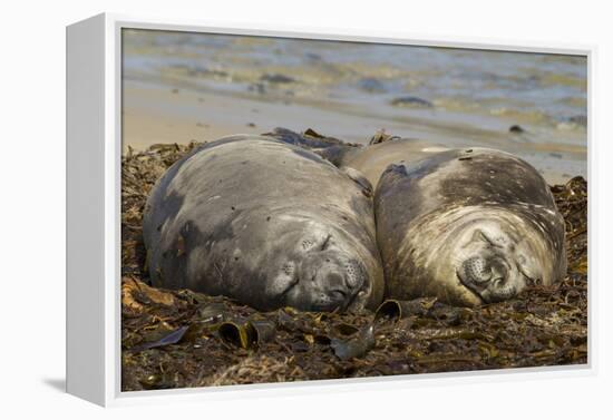 Falkland Islands, Carcass Island. Southern Elephant Seals, Sleeping-Cathy & Gordon Illg-Framed Premier Image Canvas