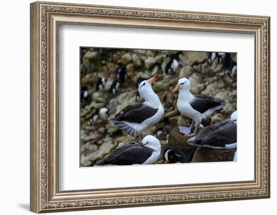 Falkland Islands, courtship behavior of black-browed albatross New Island-Howie Garber-Framed Photographic Print