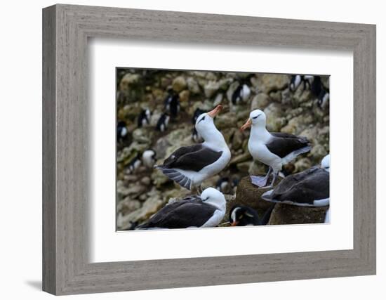 Falkland Islands, courtship behavior of black-browed albatross New Island-Howie Garber-Framed Photographic Print
