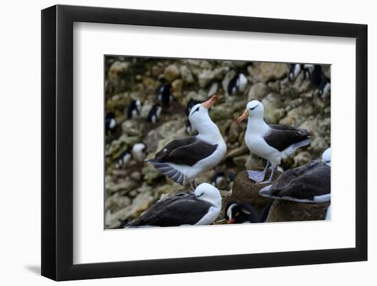Falkland Islands, courtship behavior of black-browed albatross New Island-Howie Garber-Framed Photographic Print