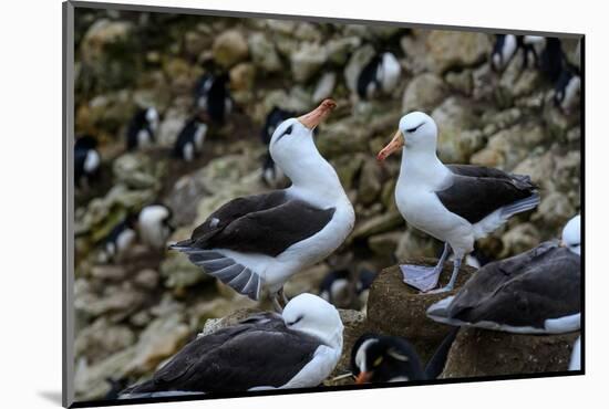 Falkland Islands, courtship behavior of black-browed albatross New Island-Howie Garber-Mounted Photographic Print