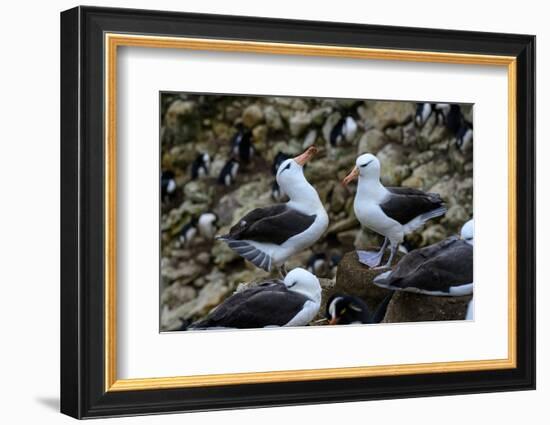 Falkland Islands, courtship behavior of black-browed albatross New Island-Howie Garber-Framed Photographic Print