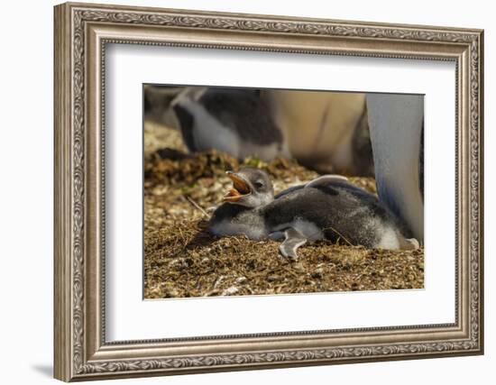 Falkland Islands, East Falkland. Close-up of Gentoo Penguin Chicks-Cathy & Gordon Illg-Framed Photographic Print