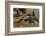 Falkland Islands, East Falkland. Close-up of Gentoo Penguin Chicks-Cathy & Gordon Illg-Framed Photographic Print