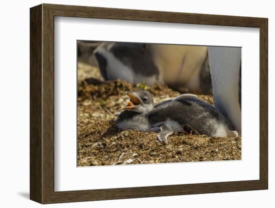 Falkland Islands, East Falkland. Close-up of Gentoo Penguin Chicks-Cathy & Gordon Illg-Framed Photographic Print