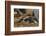 Falkland Islands, East Falkland. Close-up of Gentoo Penguin Chicks-Cathy & Gordon Illg-Framed Photographic Print