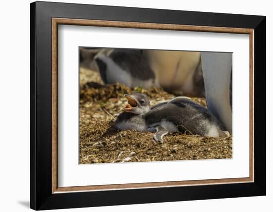 Falkland Islands, East Falkland. Close-up of Gentoo Penguin Chicks-Cathy & Gordon Illg-Framed Photographic Print