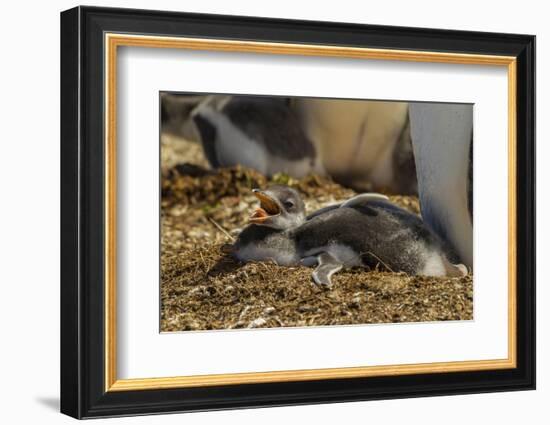 Falkland Islands, East Falkland. Close-up of Gentoo Penguin Chicks-Cathy & Gordon Illg-Framed Photographic Print