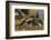 Falkland Islands, East Falkland. Close-up of Gentoo Penguin Chicks-Cathy & Gordon Illg-Framed Photographic Print