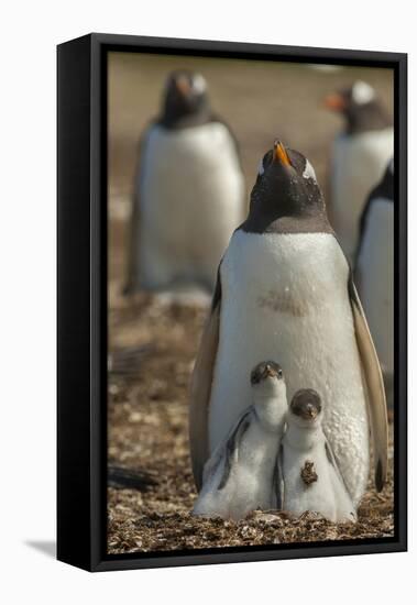 Falkland Islands, East Falkland. Gentoo Penguin Chicks and Parent-Cathy & Gordon Illg-Framed Premier Image Canvas