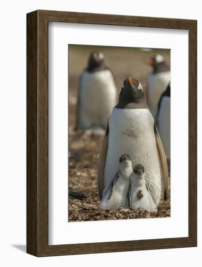 Falkland Islands, East Falkland. Gentoo Penguin Chicks and Parent-Cathy & Gordon Illg-Framed Photographic Print