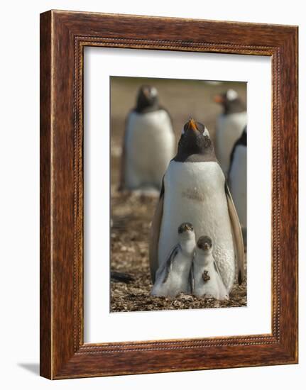 Falkland Islands, East Falkland. Gentoo Penguin Chicks and Parent-Cathy & Gordon Illg-Framed Photographic Print