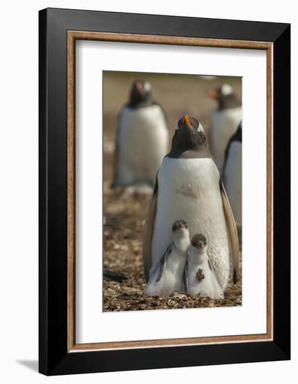 Falkland Islands, East Falkland. Gentoo Penguin Chicks and Parent-Cathy & Gordon Illg-Framed Photographic Print