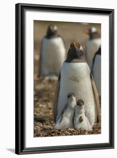 Falkland Islands, East Falkland. Gentoo Penguin Chicks and Parent-Cathy & Gordon Illg-Framed Photographic Print