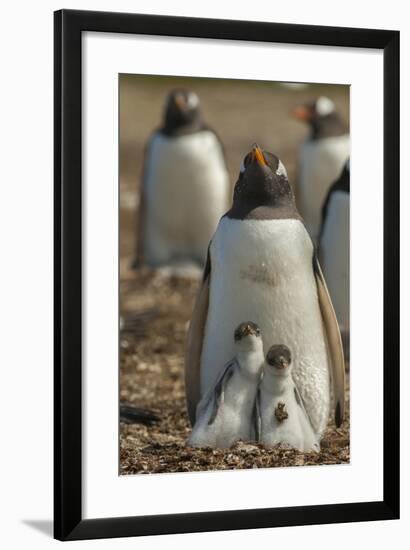 Falkland Islands, East Falkland. Gentoo Penguin Chicks and Parent-Cathy & Gordon Illg-Framed Photographic Print