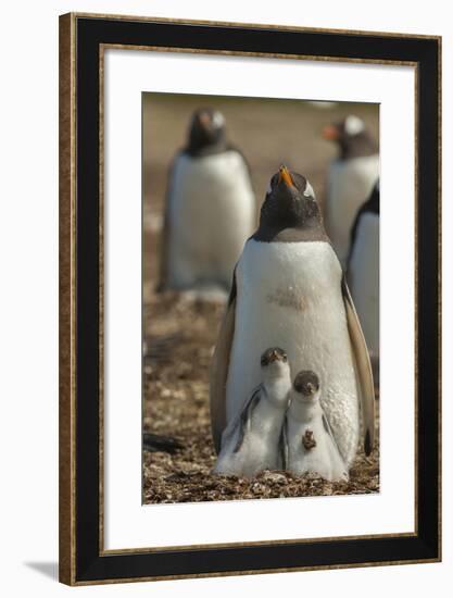 Falkland Islands, East Falkland. Gentoo Penguin Chicks and Parent-Cathy & Gordon Illg-Framed Photographic Print