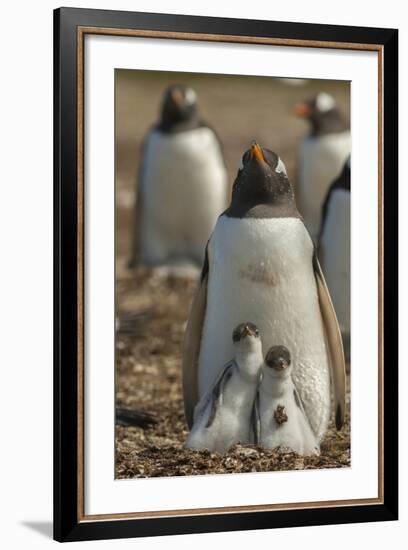 Falkland Islands, East Falkland. Gentoo Penguin Chicks and Parent-Cathy & Gordon Illg-Framed Photographic Print